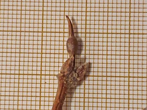 Andricus solitarius